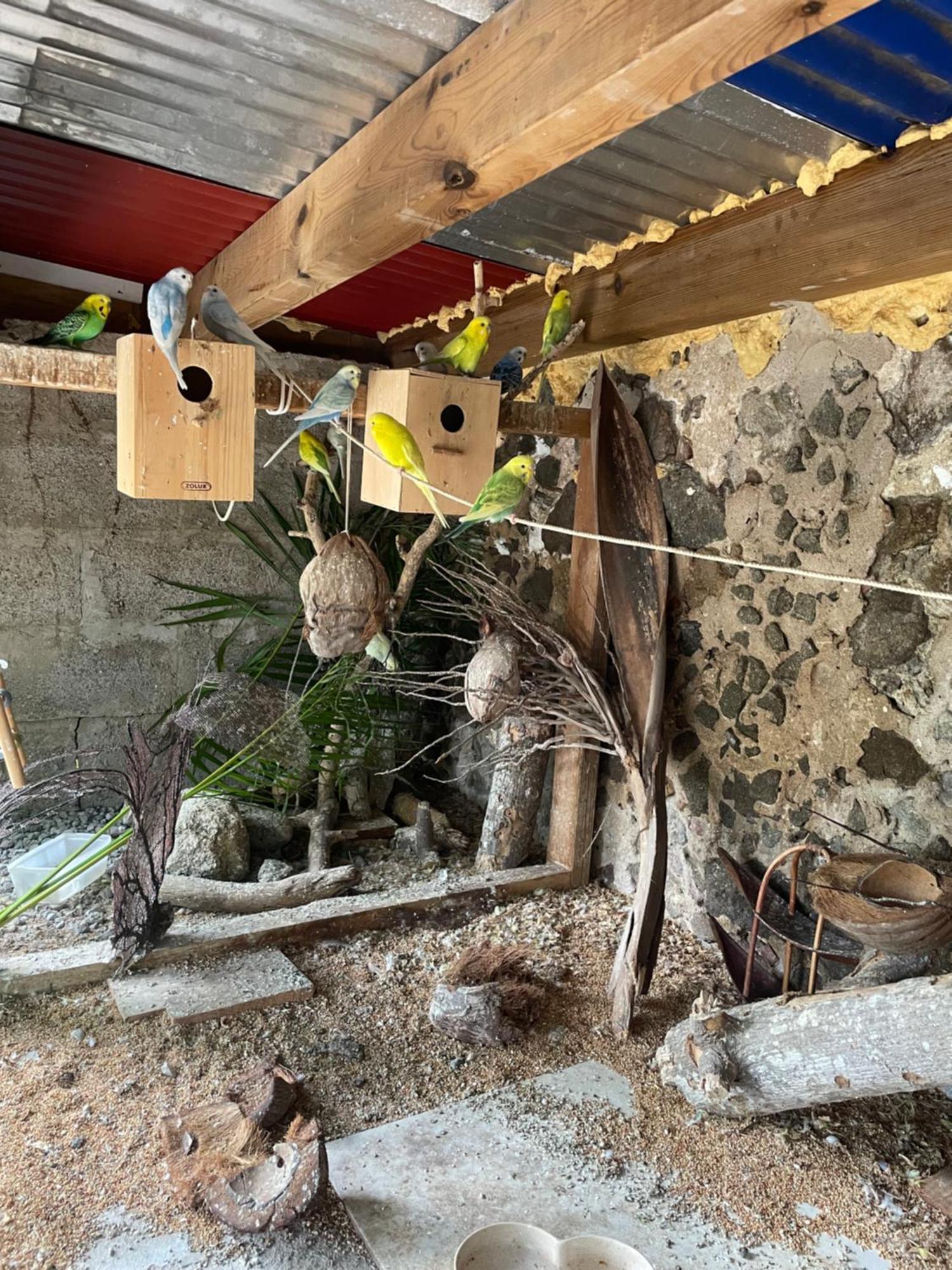 Les Hamacs Aux Saintes Hotel Тере-де-Хаут Екстериор снимка
